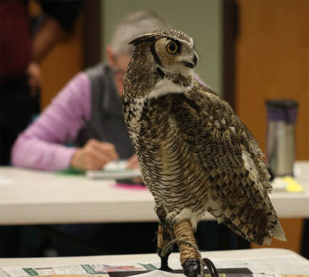 draw owls in bird journaling class